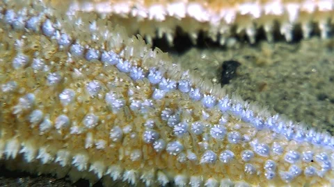 Sea Star Surface Texture Captured in the White Sea Stock Footage 323158196