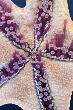 Sea star underside Stock Photos