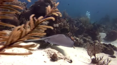 Sea stingray distinctive shape was unmistakable as it float near bottom of sea. Stock Footage 235607672