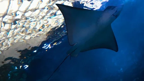 Sea ​​stingray flying Video stock 94426409