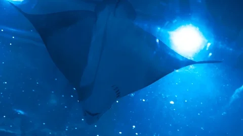 Sea ​​stingray flying Video stock 94426673