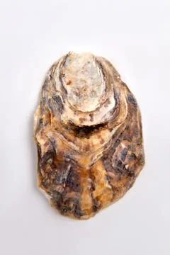 Sea stone object, white background. Stock Photos
