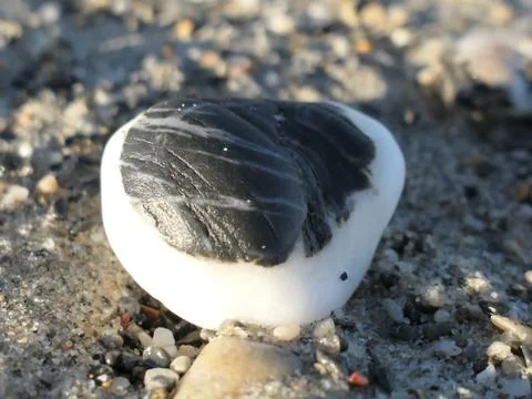 Sea stone (pebble) Stock Photos