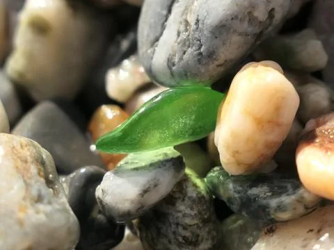 Sea stone (pebble) Stock Photos