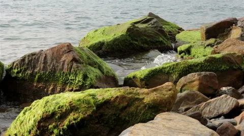 Sea stones covered with algae Stock Footage 47841098