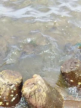 SEA STREAM Stock Photos