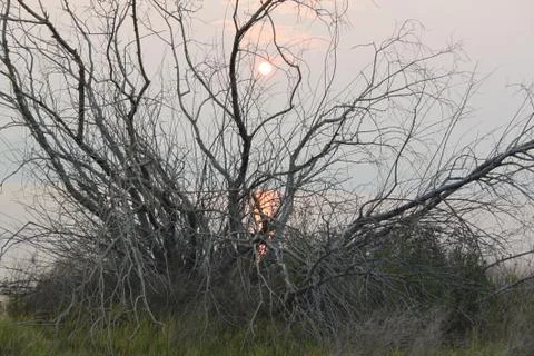 A sea sun path with sun in clouds behind branches of tree on the Yenisei river Stock Photos