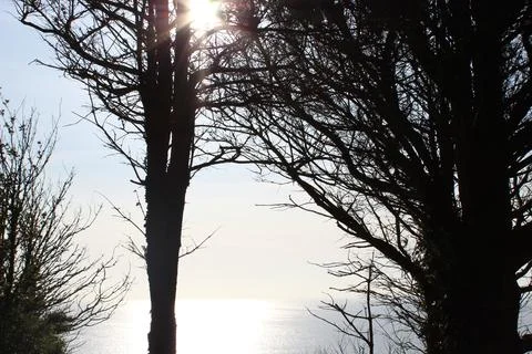 Sea, sun, trees. Stock Photos