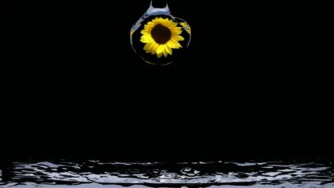Sea from sunflowers Stock Footage 77661509