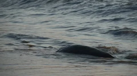 Sea at sunset Stock Footage 11132924