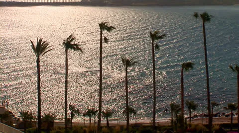 Sea sunset palms Stock Footage 23941548
