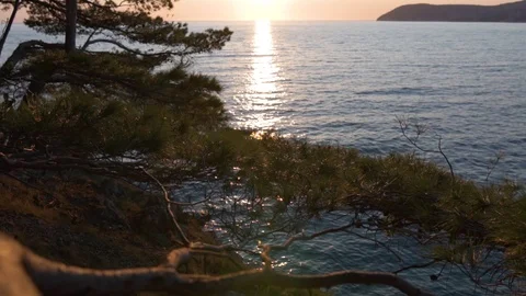 Sea sunset through pine branches Stock Footage 124714585