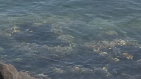 Sea Surface 库存影片 29405057