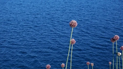 Sea surface. Video stock 120908537