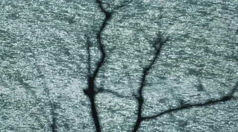 Sea surface reflection trough branches abstract background Stock Footage 64128476