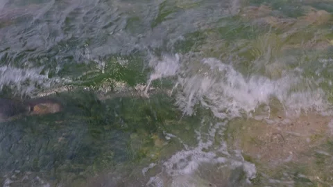 The sea surface is so clear that you can see the rocks covered with green moss. Stock Footage 303041086