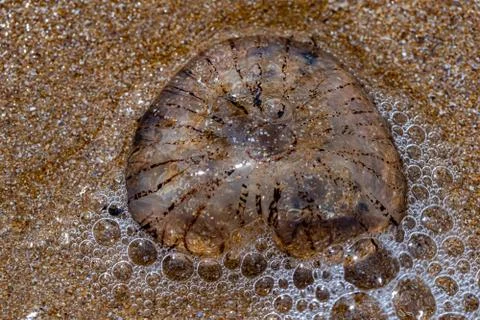 Sea texture Stock Photos