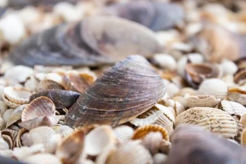 Sea theme background with shells scattered close-up. Sea shell collection. Stock Photos