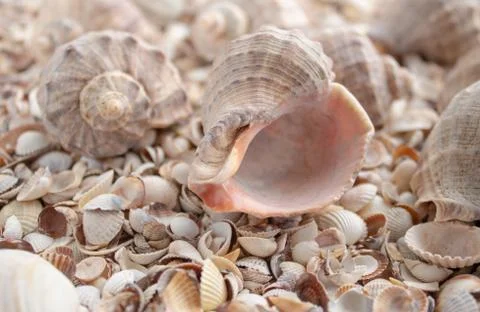 Sea theme background with shells scattered close-up. Sea shell collection. Stock Photos