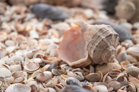 Sea theme background with shells scattered close-up. Sea shell collection. Stock Photos