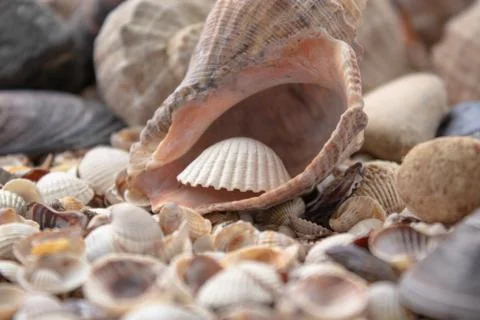 Sea theme background with shells scattered close-up. Sea shell collection. Foto stock