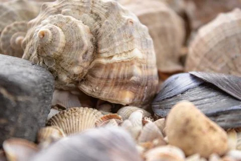 Sea theme background with shells scattered close-up. Sea shell collection. Stock Photos