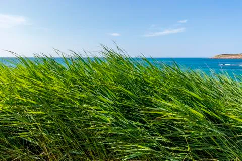 Sea through the grass Stock Photos