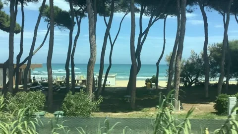 The sea through the maritime pine trees Video stock 281012591