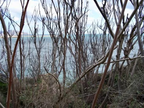 Sea through tree branches 库存照片