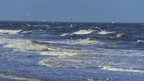 Sea, tide, seagulls. Stock Footage 194827268