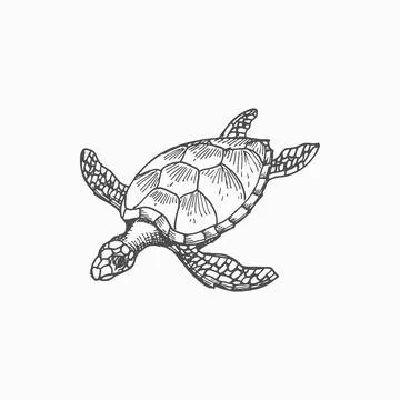 Sea tortoise Loggerhead turtle isolate sketch icon Stock Illustration