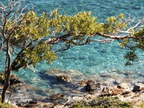 Sea Tree 1 Stock Footage 489983