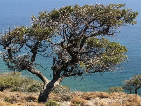 Sea Tree 2 Stock Footage 489984