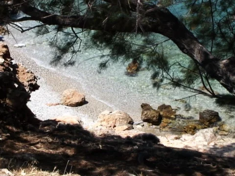 Sea Tree 3 Stock Footage 489985