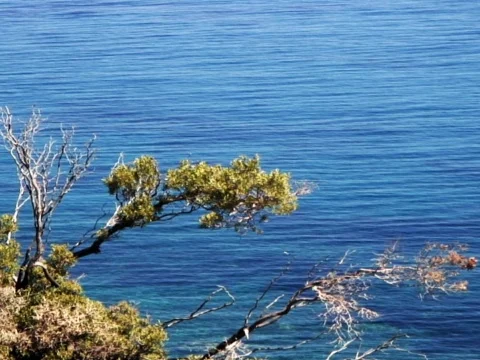 Sea Tree 4 Stock Footage 489986