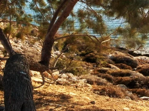 Sea Tree 5 Video stock 489987