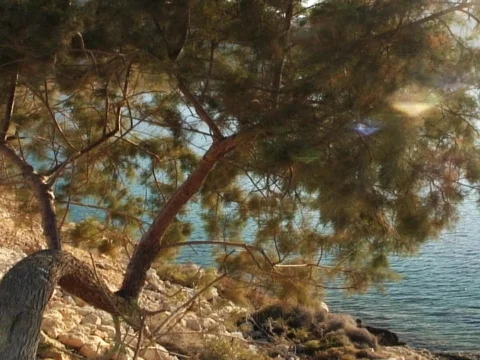 Sea Tree 6 Stock Footage 489988