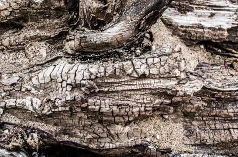 Sea tree with a deep relief texture. Stock Photos