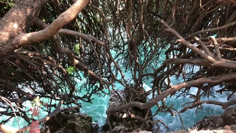 Sea with tree view. 스톡 동영상 94730465