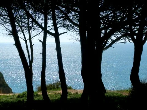 Sea Trees Stock Footage 490158
