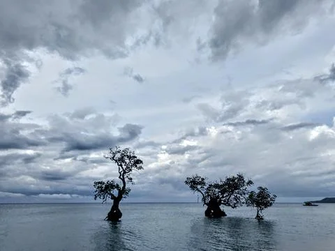 Sea Trees  Foto stock