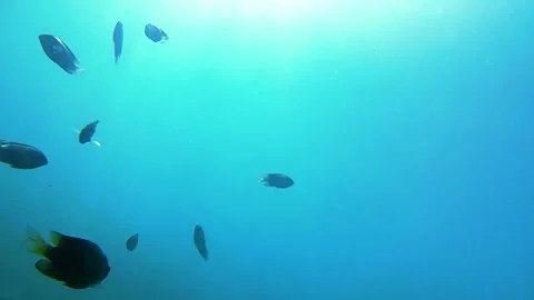 Sea, tropical fish 動画素材 336430539