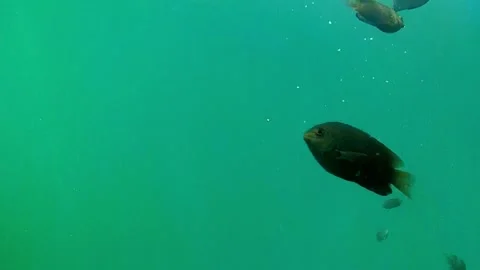 Sea, tropical fish 動画素材 336430577