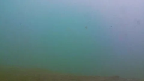 Sea, tropical fish 스톡 동영상 341244378