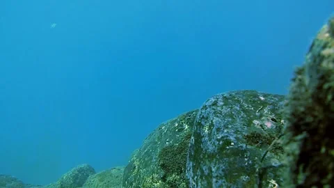Sea, tropical fish. rocks Vidéo 338203522