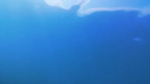 Sea, tropical fish, sunlight Vidéo 339755841