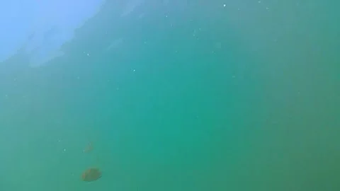 Sea, tropical fish, sunlight Stock Footage 340815340