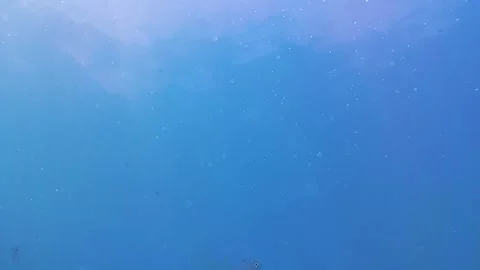 Sea, tropical fish, sunlight Stock Footage 340815348