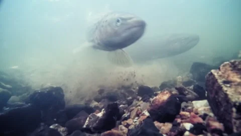Sea trout Stock Footage 263805908