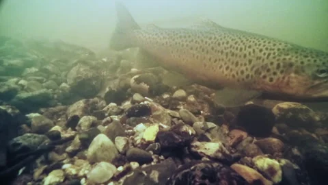 Sea trout Video stock 263806095
